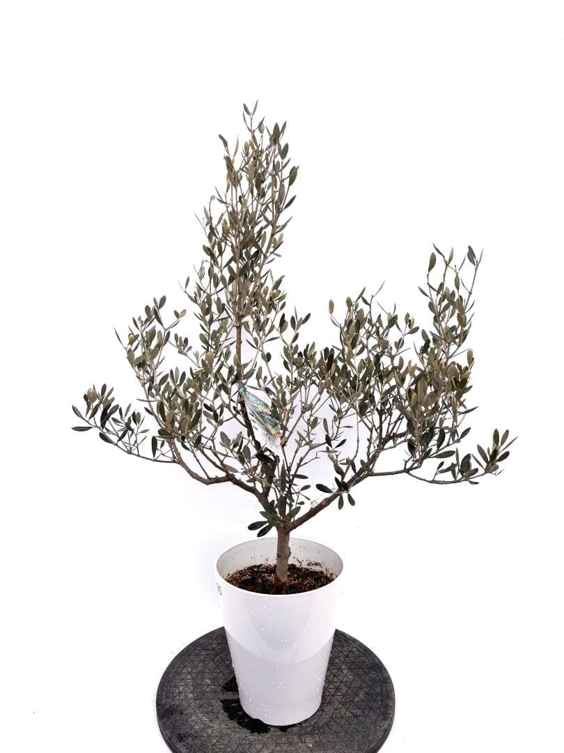 オリーブの木　アメリカン　7号　約100cm　K-295　希少品種　現品掲載