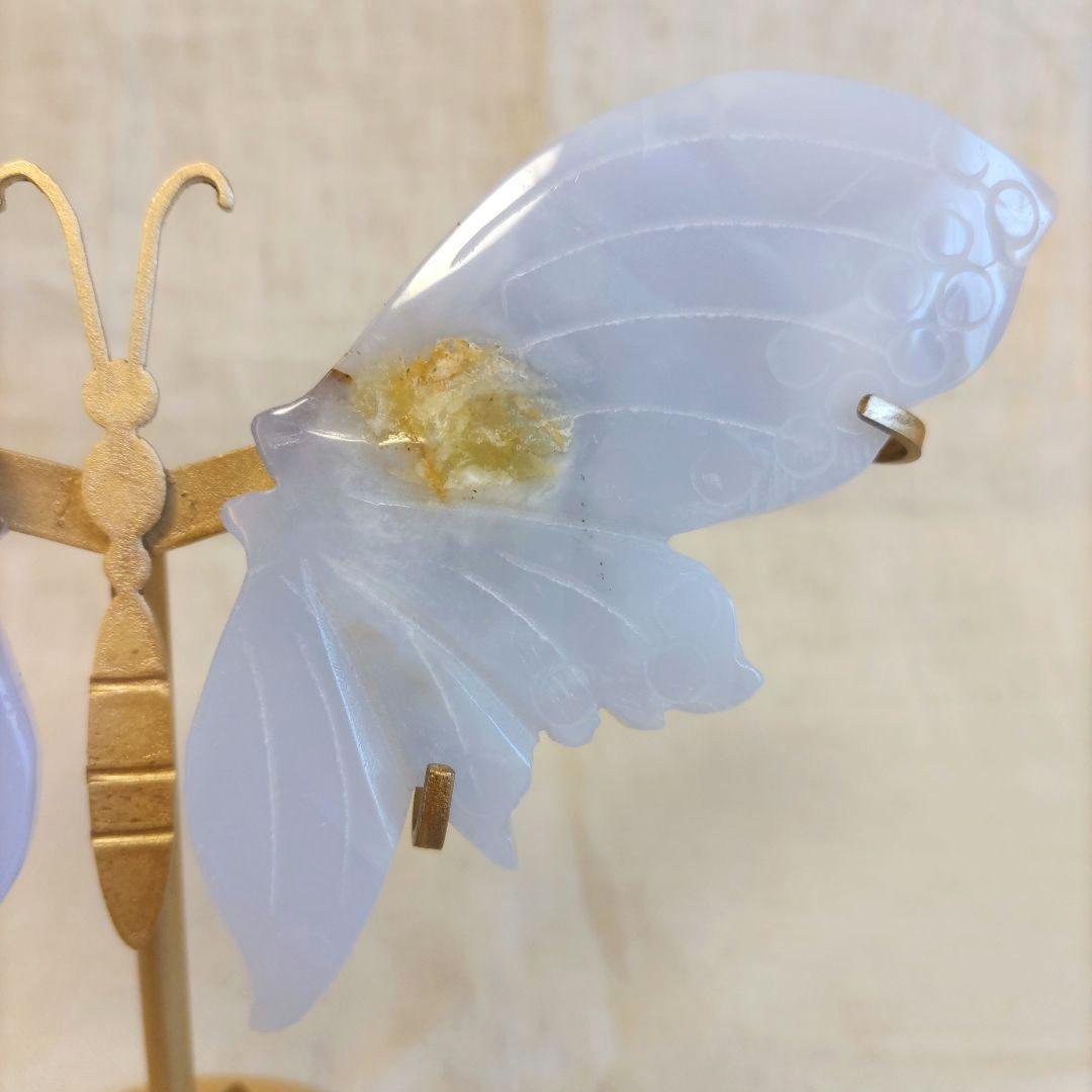 ブルーカルセドニー　蝶　スタンド付き　共生あり　　　ちょう　美しい　バタフライ