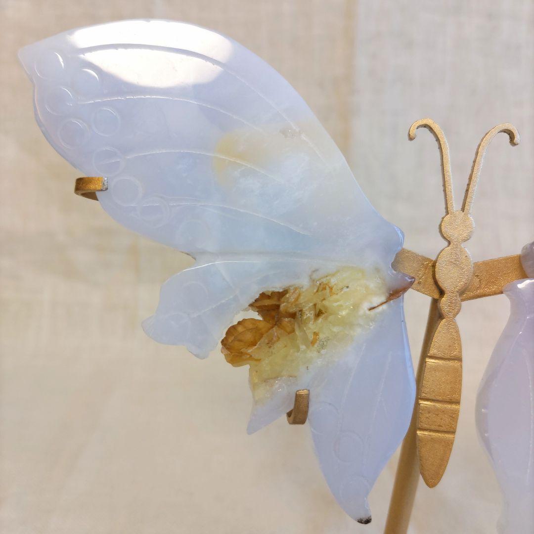 ブルーカルセドニー　蝶　スタンド付き　共生あり　　　ちょう　美しい　バタフライ