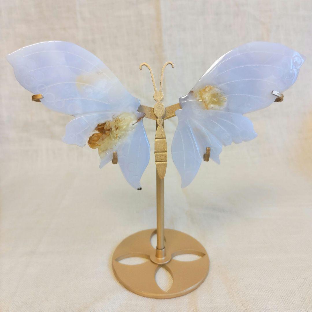 ブルーカルセドニー　蝶　スタンド付き　共生あり　　　ちょう　美しい　バタフライ