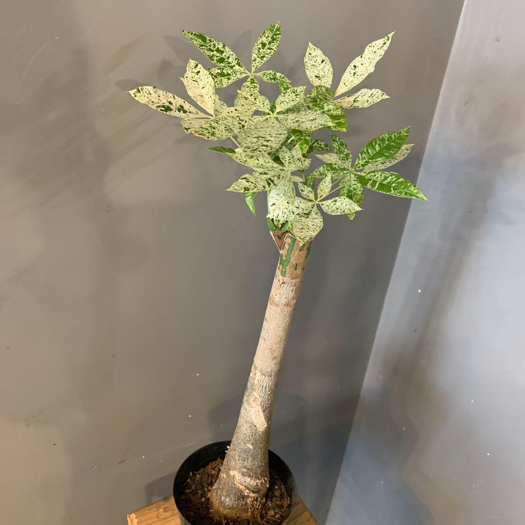 パキラ ミルキーウェイ 18