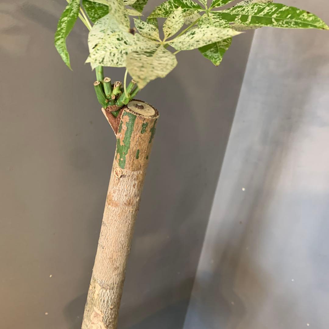 パキラ ミルキーウェイ 18