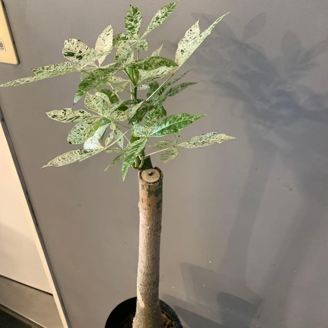 パキラ ミルキーウェイ 18