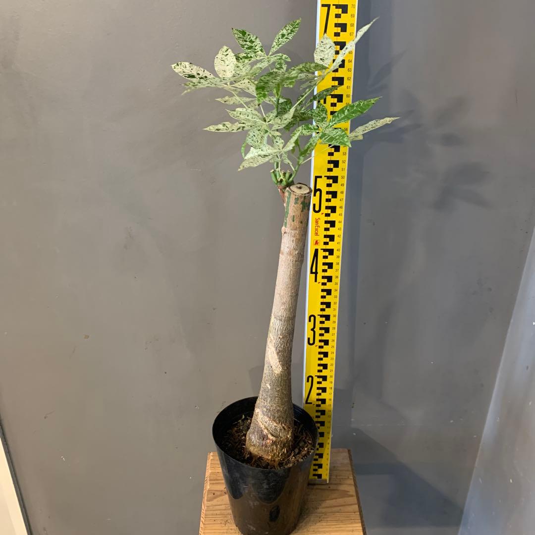 パキラ ミルキーウェイ 18