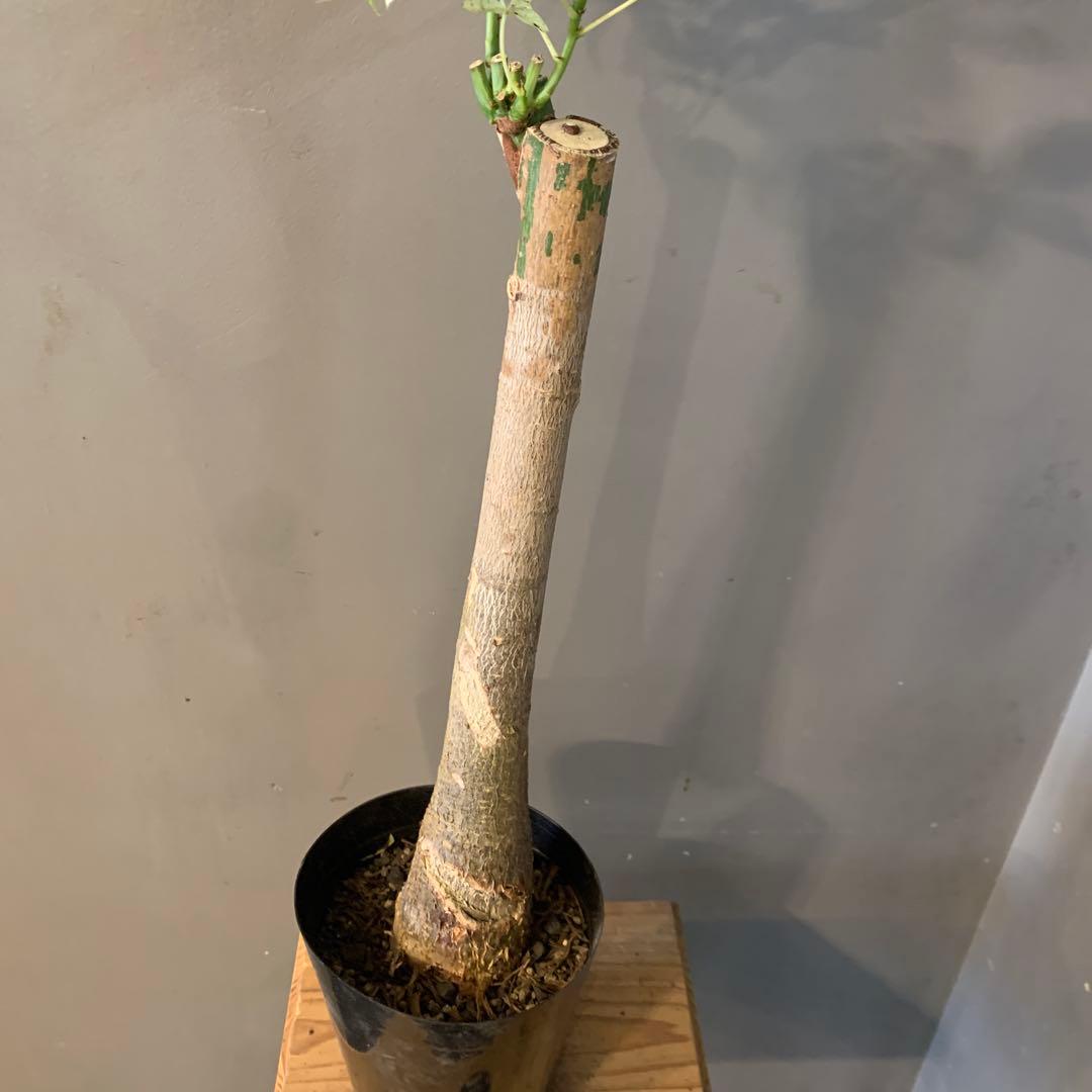 パキラ ミルキーウェイ 18