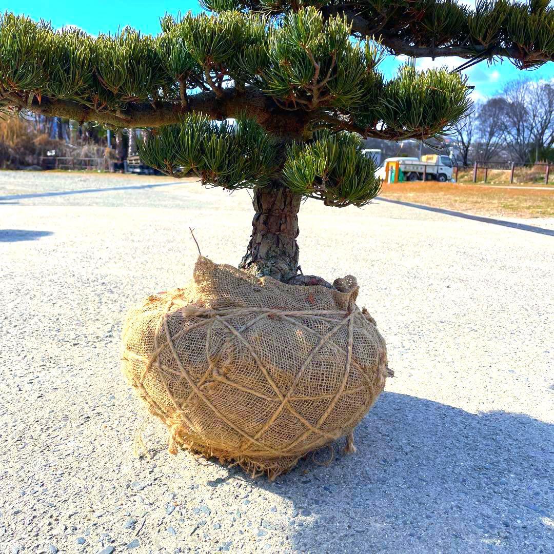 五葉松『全長約105㎝』引き取り限定。配達も可能。