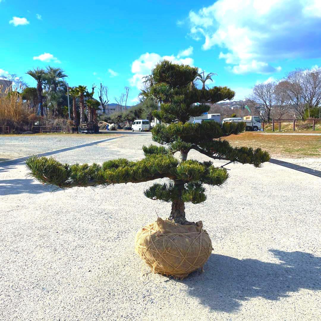 五葉松『全長約105㎝』引き取り限定。配達も可能。