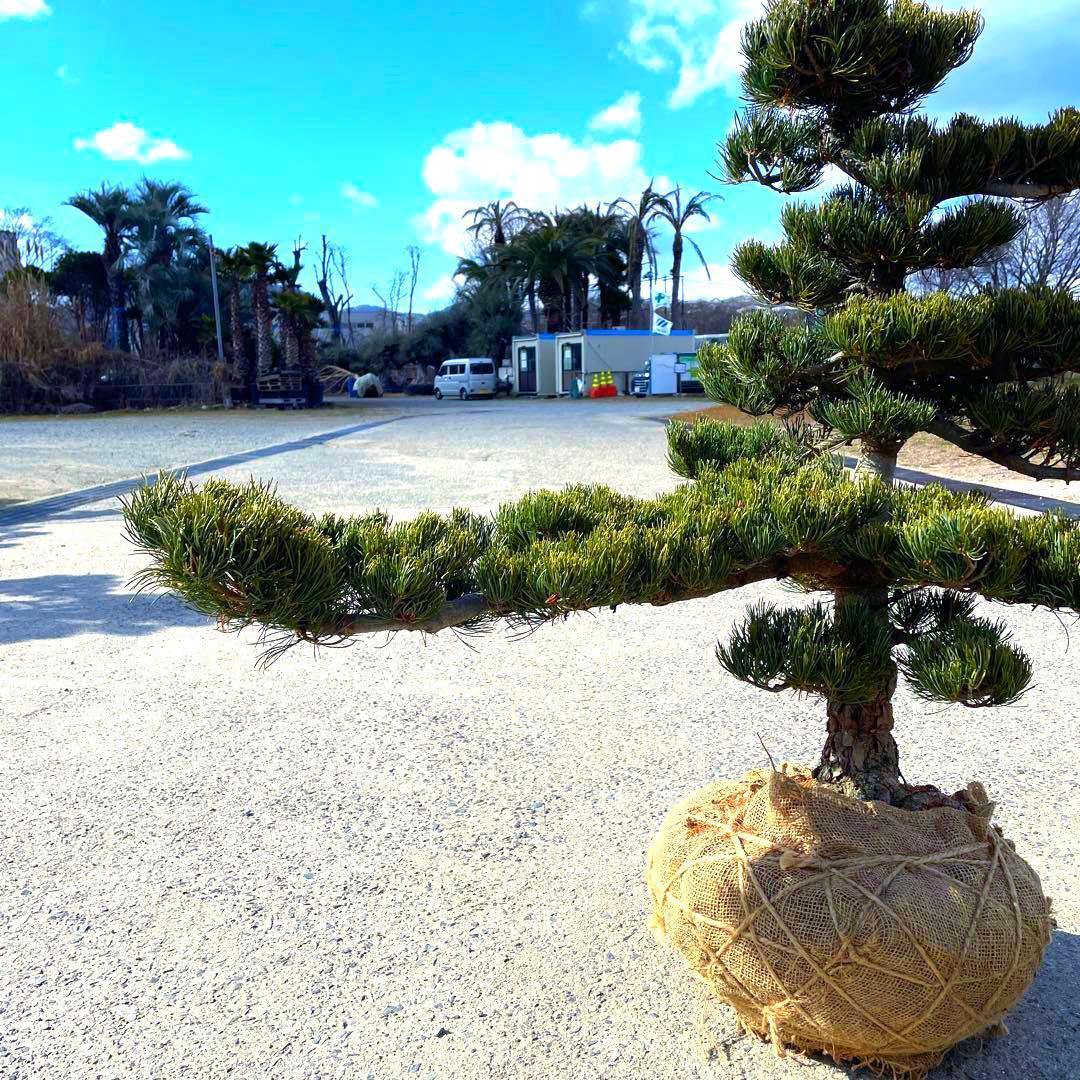 五葉松『全長約105㎝』引き取り限定。配達も可能。