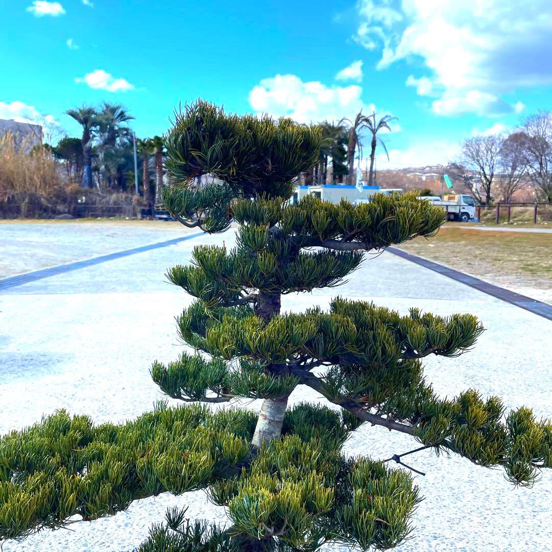 五葉松『全長約105㎝』引き取り限定。配達も可能。