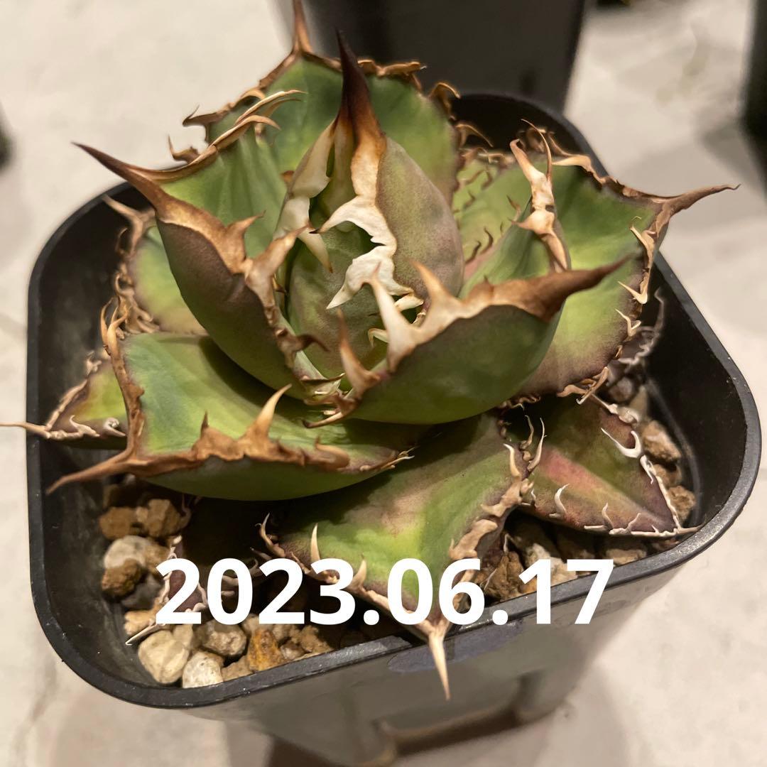 ① アガベ　シーザー　発根済
