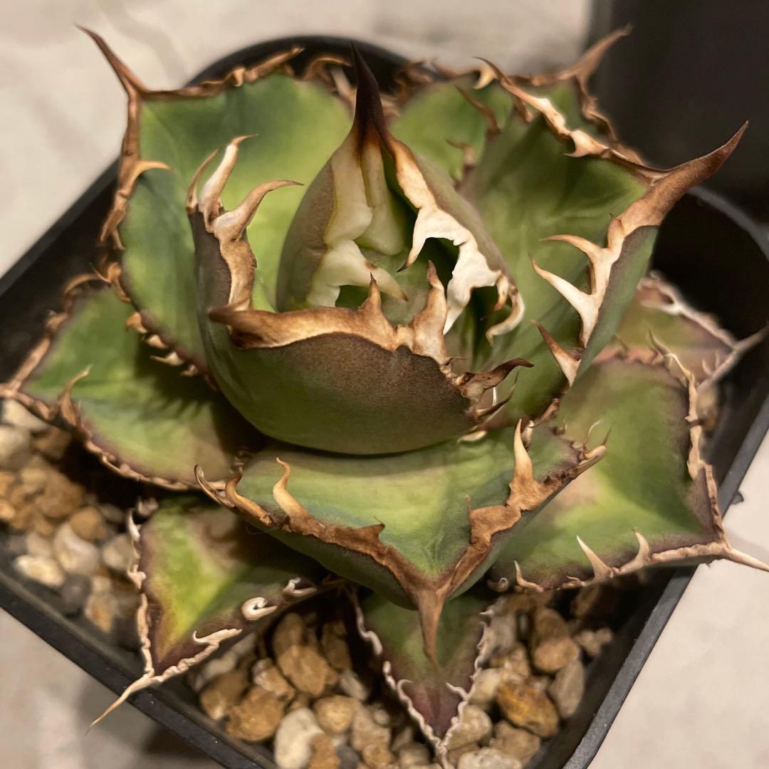 ① アガベ　シーザー　発根済