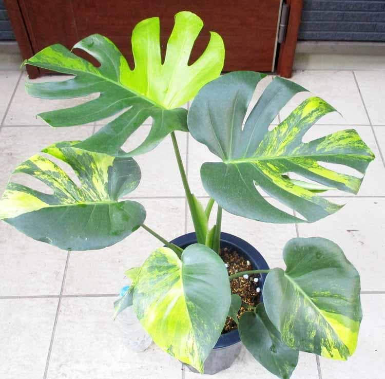 現品】モンステラ・デリシオサ・イエローマリリン 黄斑（オーレア斑