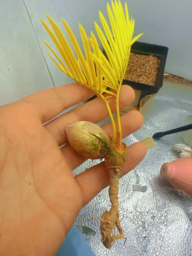 B261黄色の羽状葉の観葉植物、ソテツ錦、稀有株 - メルカリ