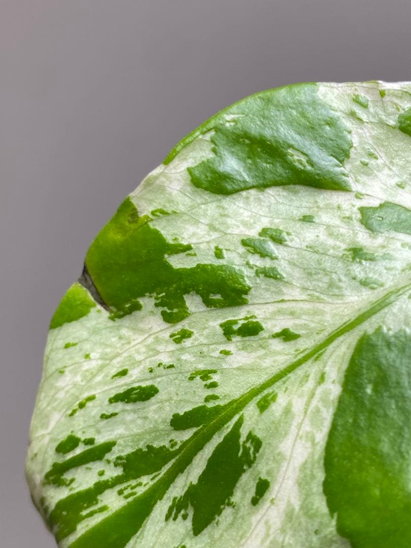 山*本様 【全葉斑入り‼️】モンステラ　デリシオーサ　バルバソー　フシギダネ/ベ