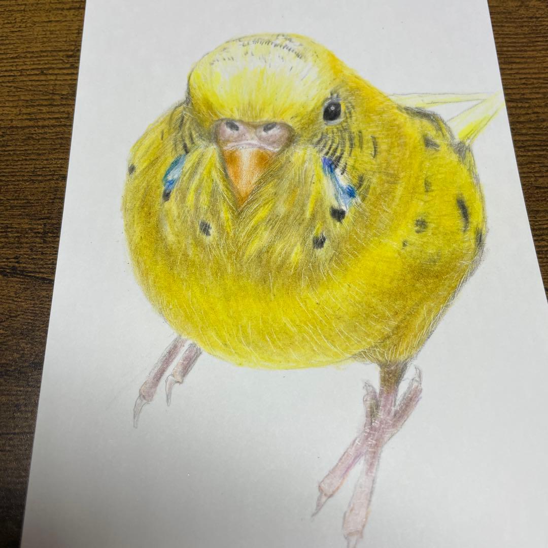 リアル色鉛筆画 セキセイインコ ハガキサイズ 原画 鳥 色鉛筆 - メルカリ