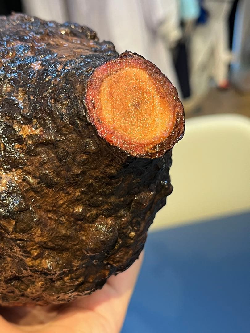 オペルクリカリア　パキプス　発根管理中株