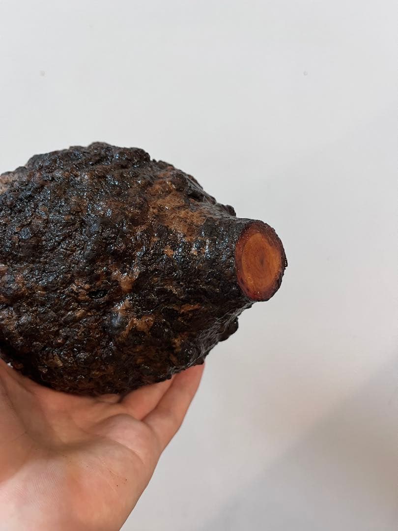 オペルクリカリア　パキプス　発根管理中株