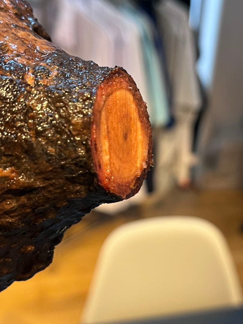 オペルクリカリア　パキプス　発根管理中株