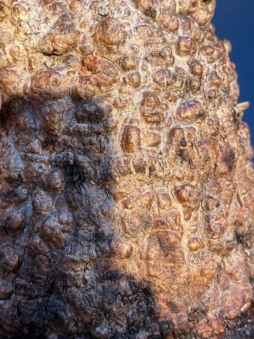 オペルクリカリア　パキプス　発根管理中株