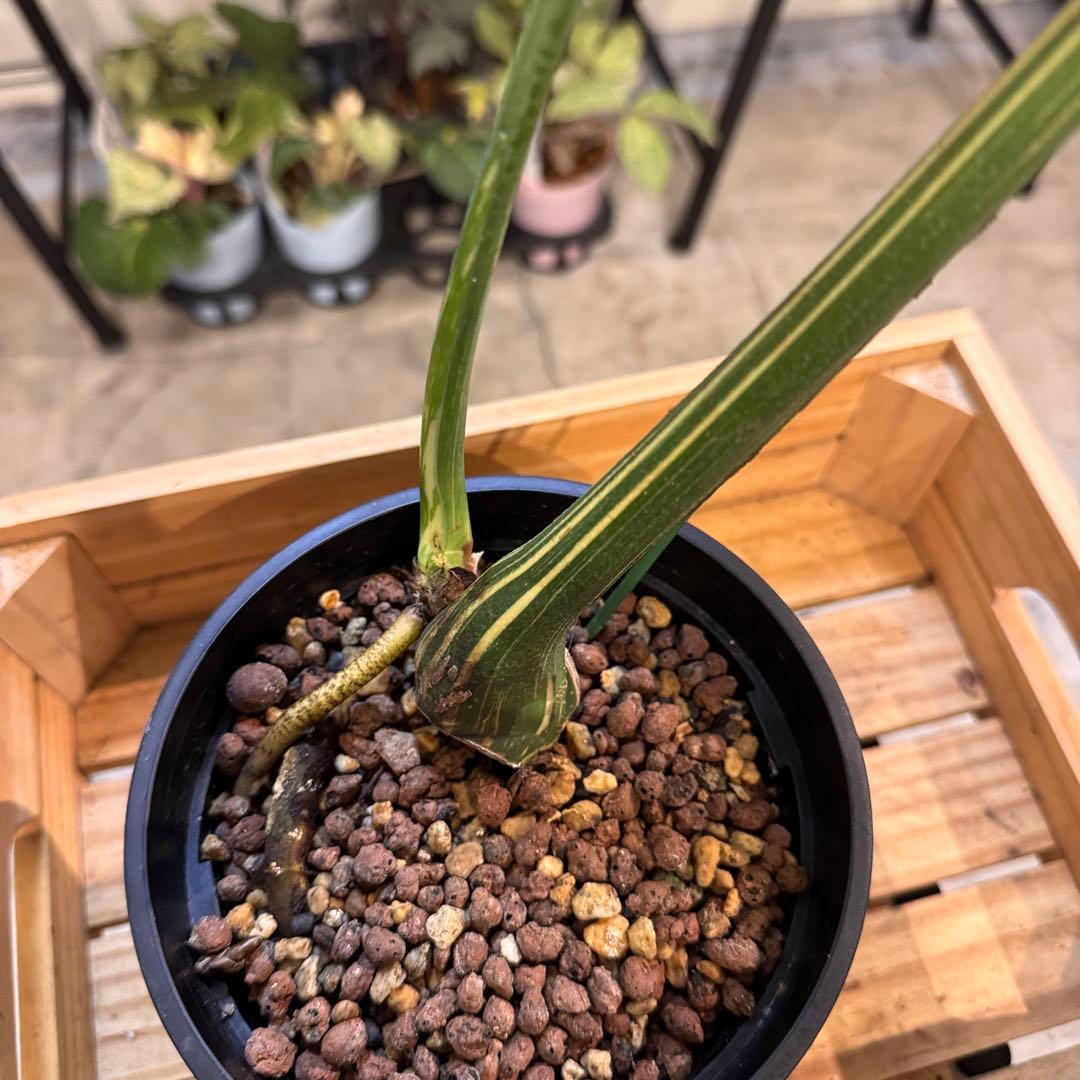 13 モンステラ タイコン クリームブリュレ オリジナル株カット増殖