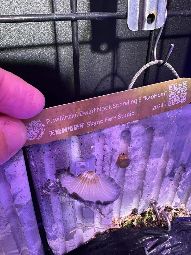 ビカクシダ　nook dwarf Kaohom