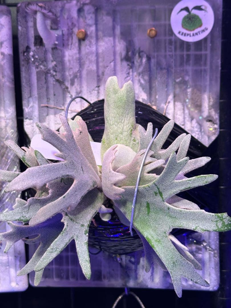 ビカクシダ　nook dwarf Kaohom