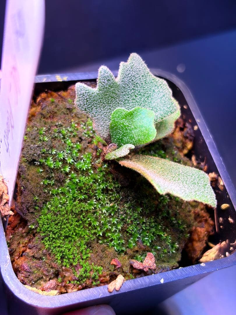 ビカクシダ　nook dwarf Kaohom