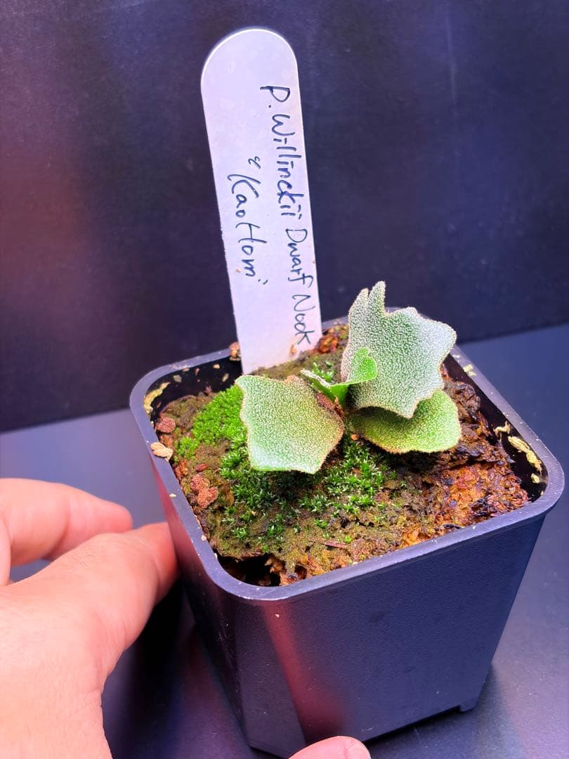 ビカクシダ　nook dwarf Kaohom