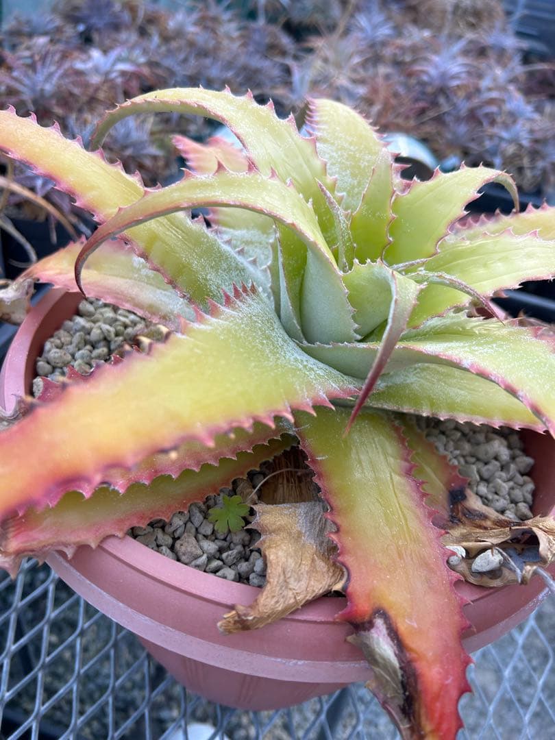 大人気 ヘクチア ラナタ 雌株 Hechtia lanata ⑵