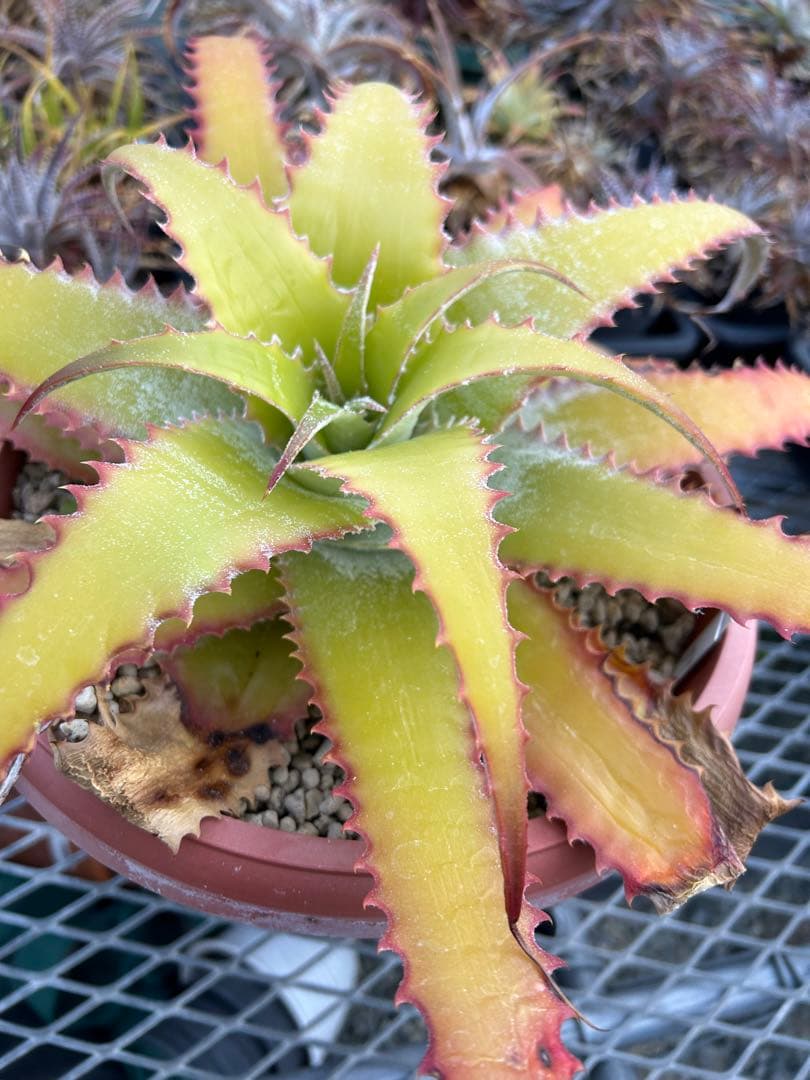 大人気 ヘクチア ラナタ 雌株 Hechtia lanata ⑵