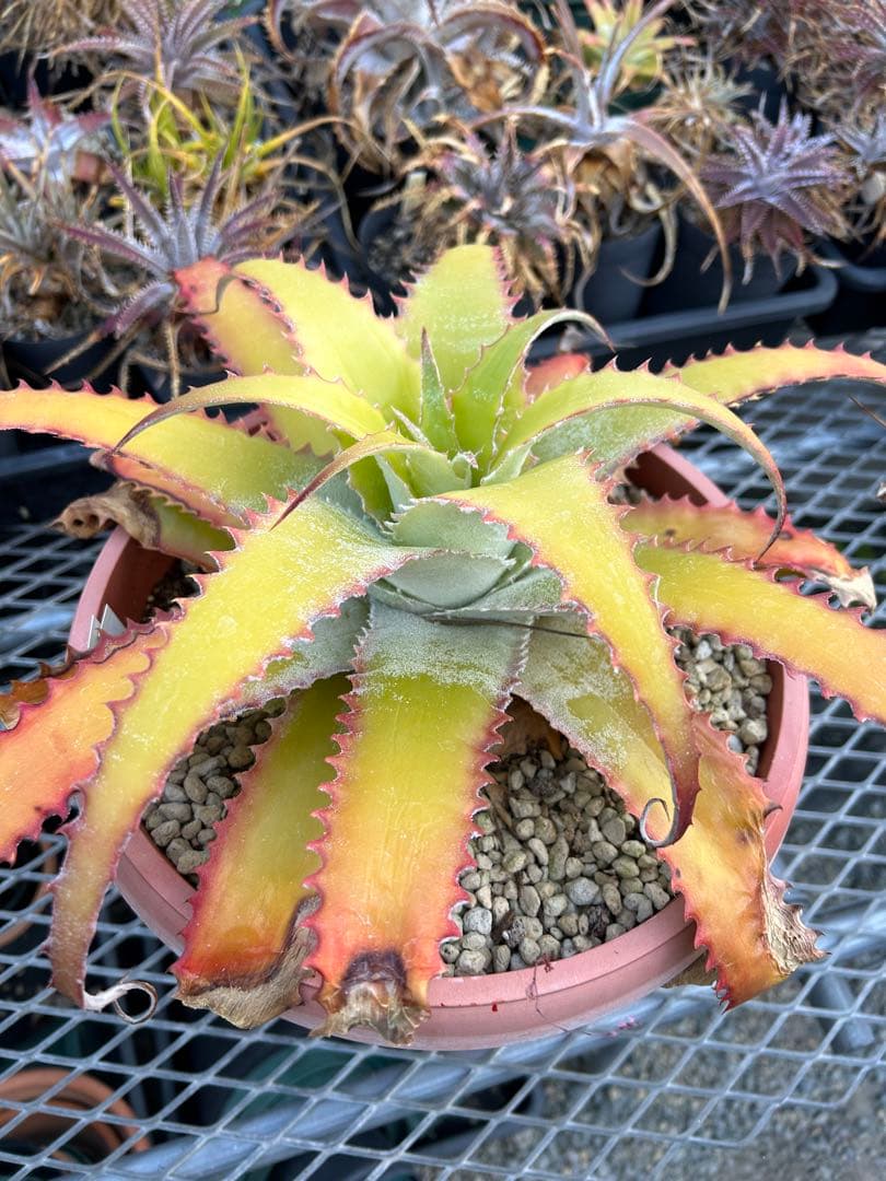 大人気 ヘクチア ラナタ 雌株 Hechtia lanata ⑵