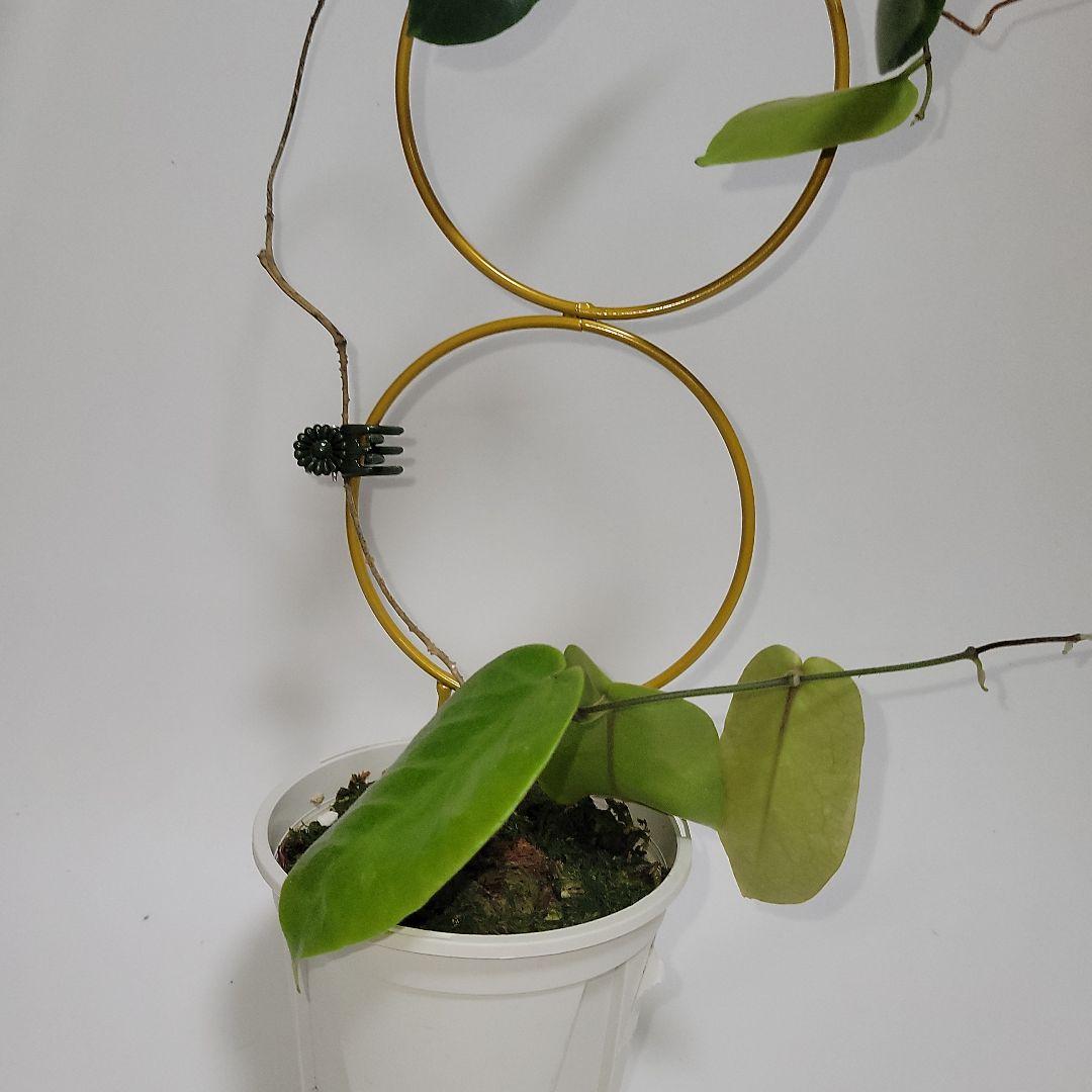 ホヤ インフラータ / Hoya inflata - メルカリ