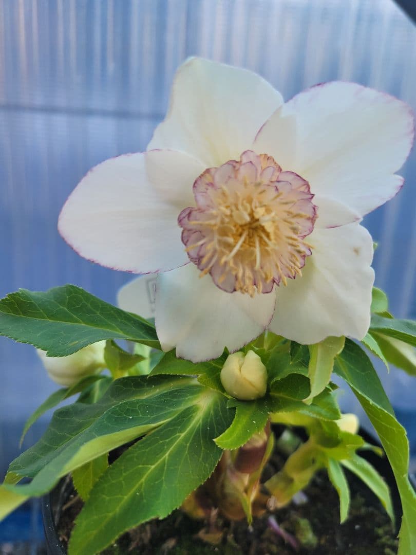 広瀬園芸 クリスマスローズ ホワイトピコティセミダブル - メルカリ