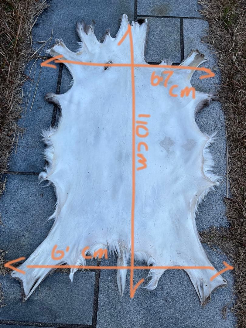ニホンジカ♀毛皮　25-1
