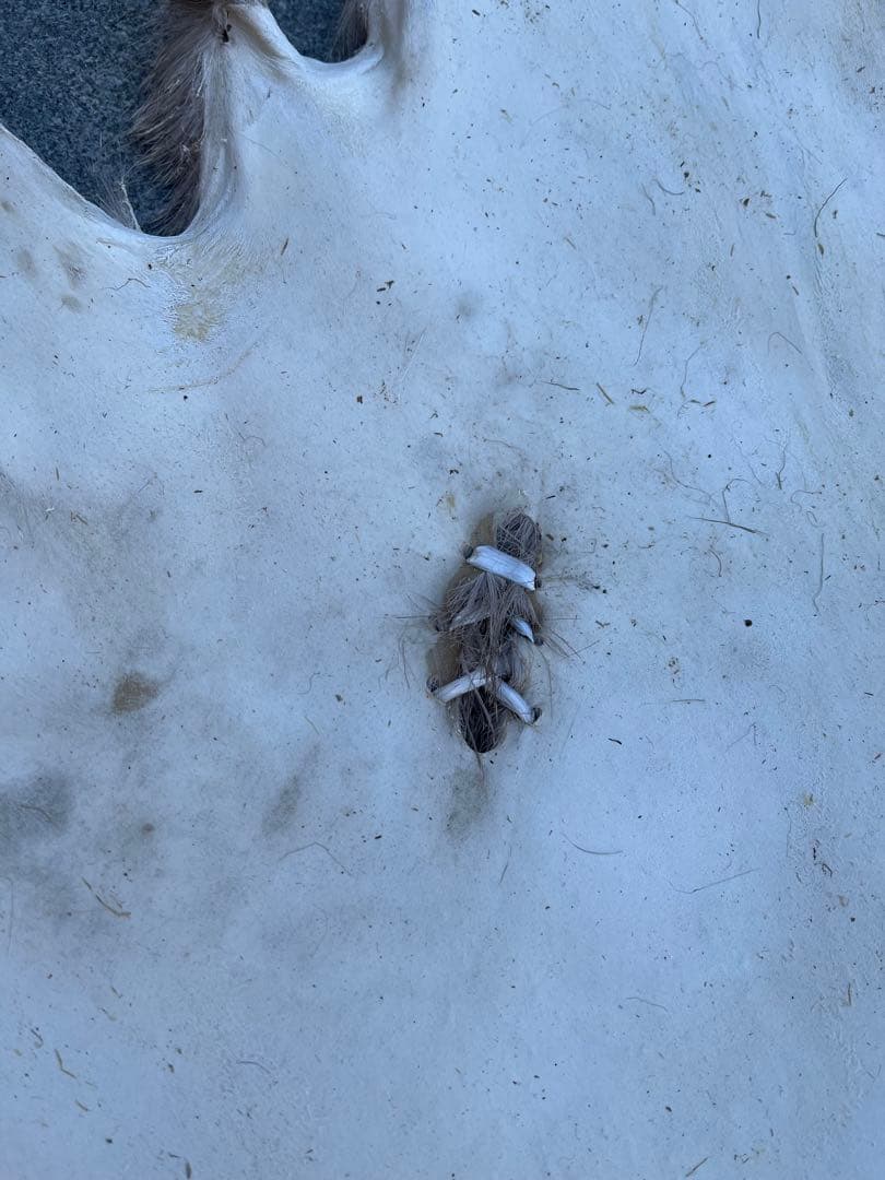 ニホンジカ♀毛皮　25-1