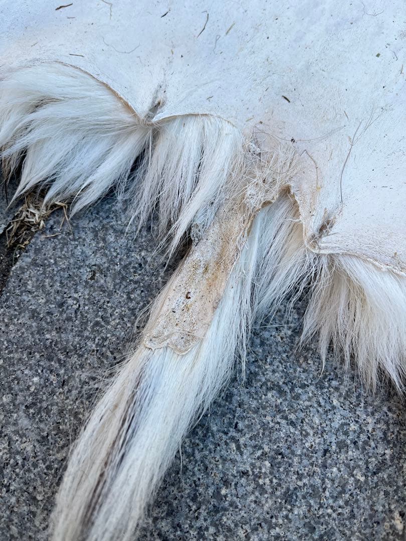 ニホンジカ♀毛皮　25-1