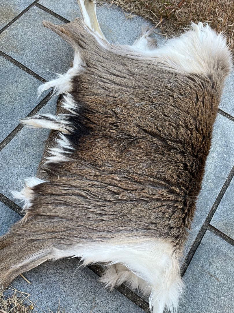 ニホンジカ♀毛皮　25-1