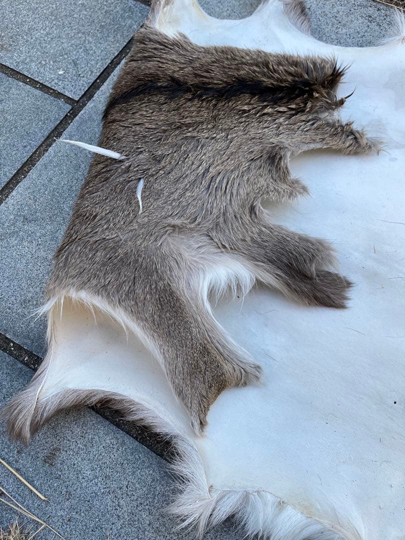 ニホンジカ♀毛皮　25-1