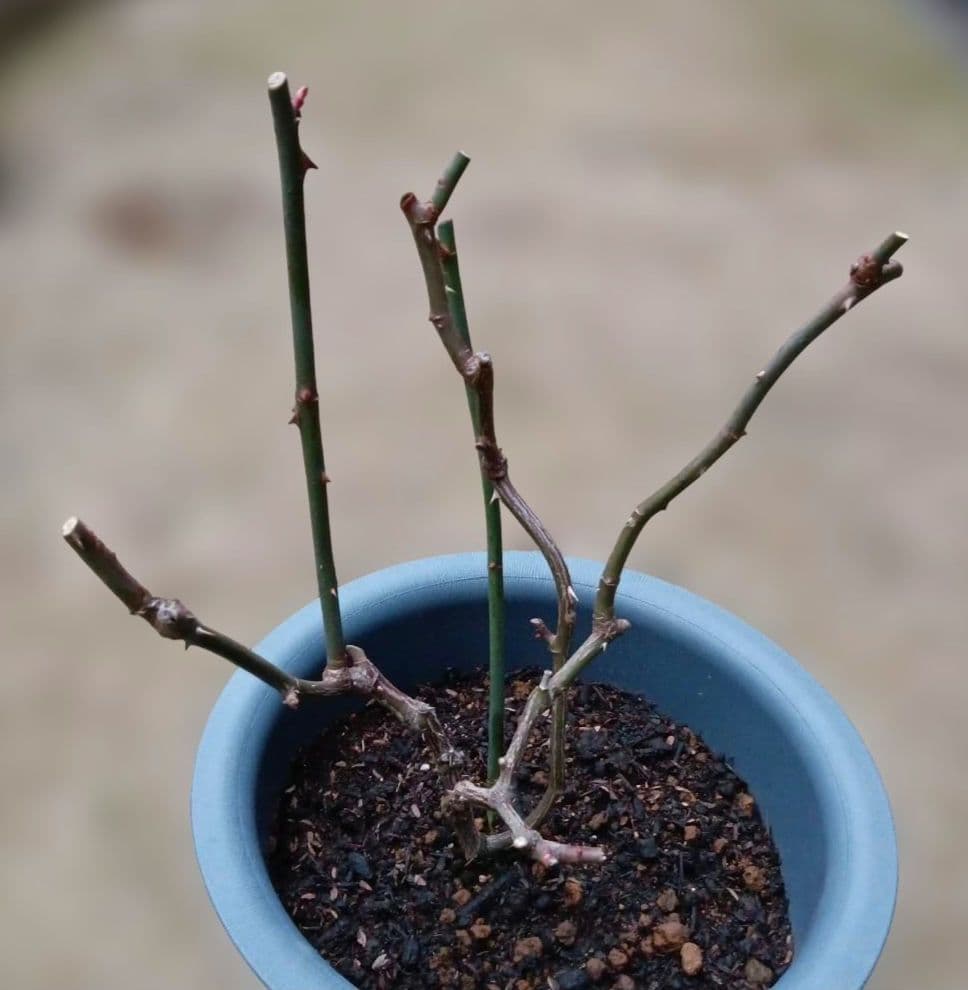 レアバラ苗　　8号鉢大苗　入手困難