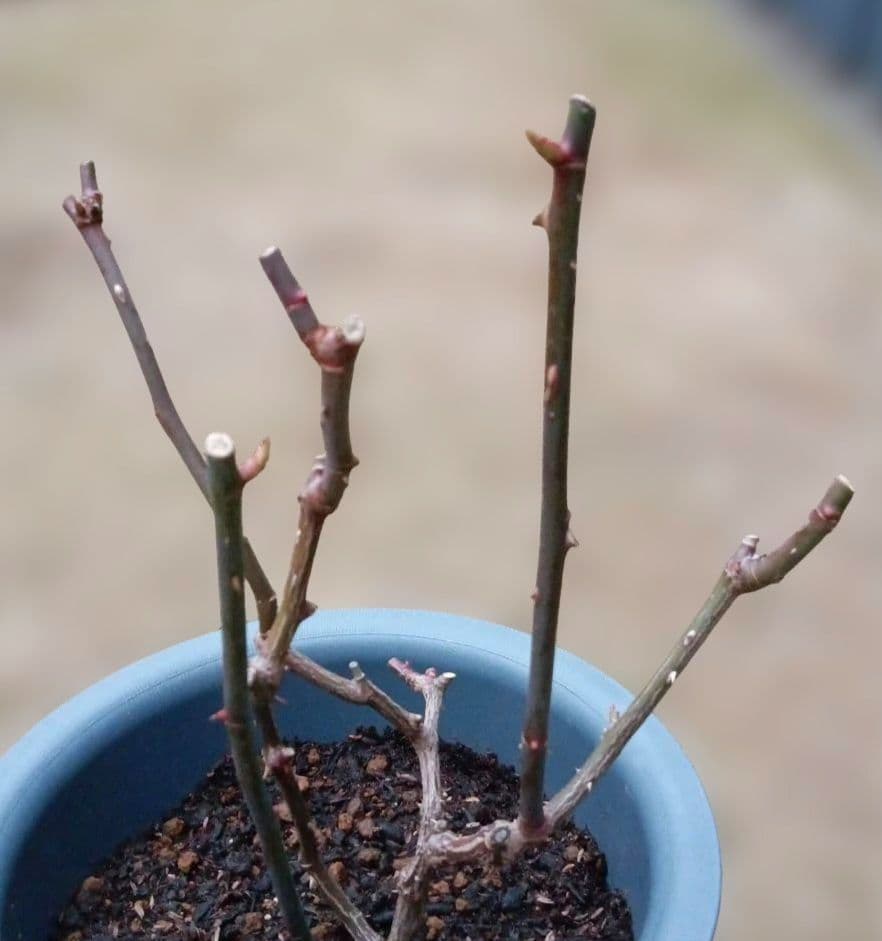 レアバラ苗　　8号鉢大苗　入手困難