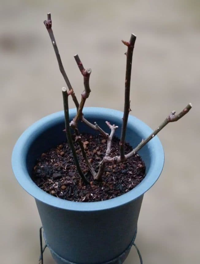 レアバラ苗　　8号鉢大苗　入手困難