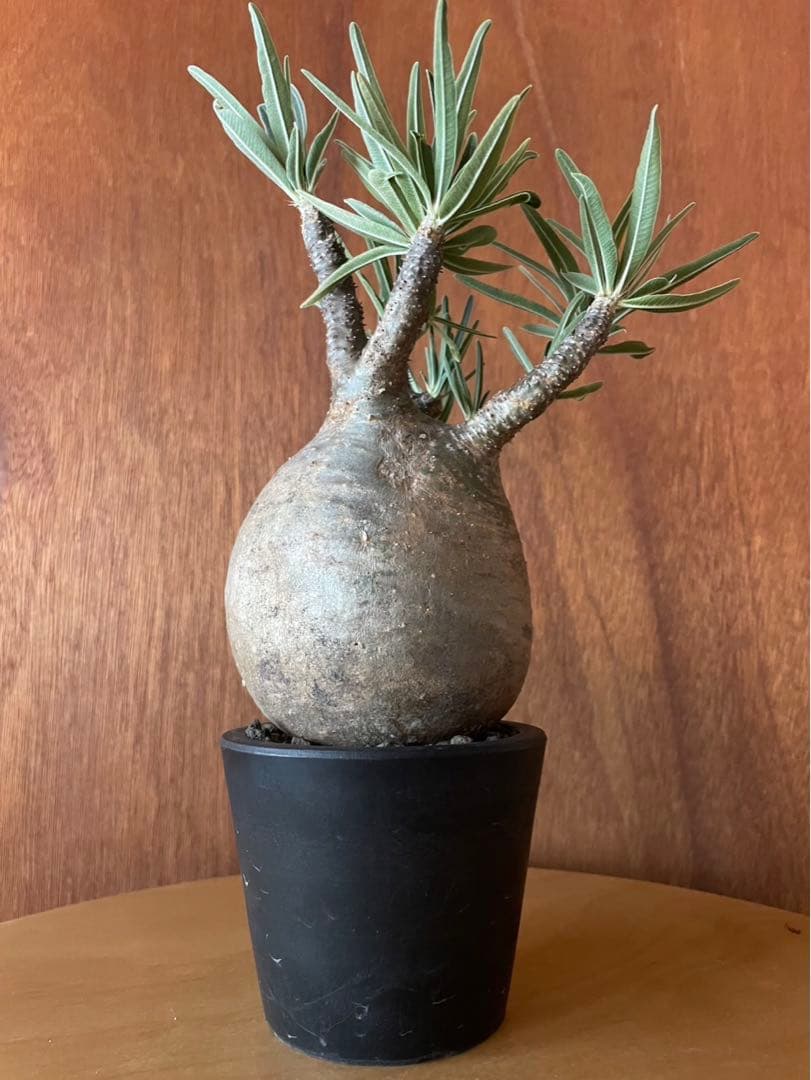 グラキリス　大　現地球　サンデルシー種子10粒プレゼント