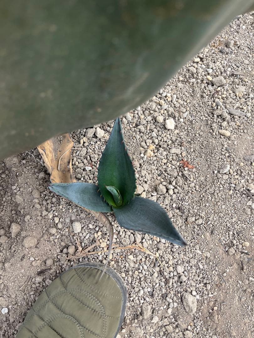 アガベ アトロビレンス シグマトフィラ - メルカリ