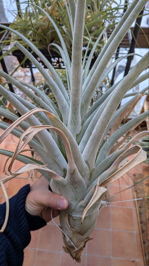 チランジア Fat Boy