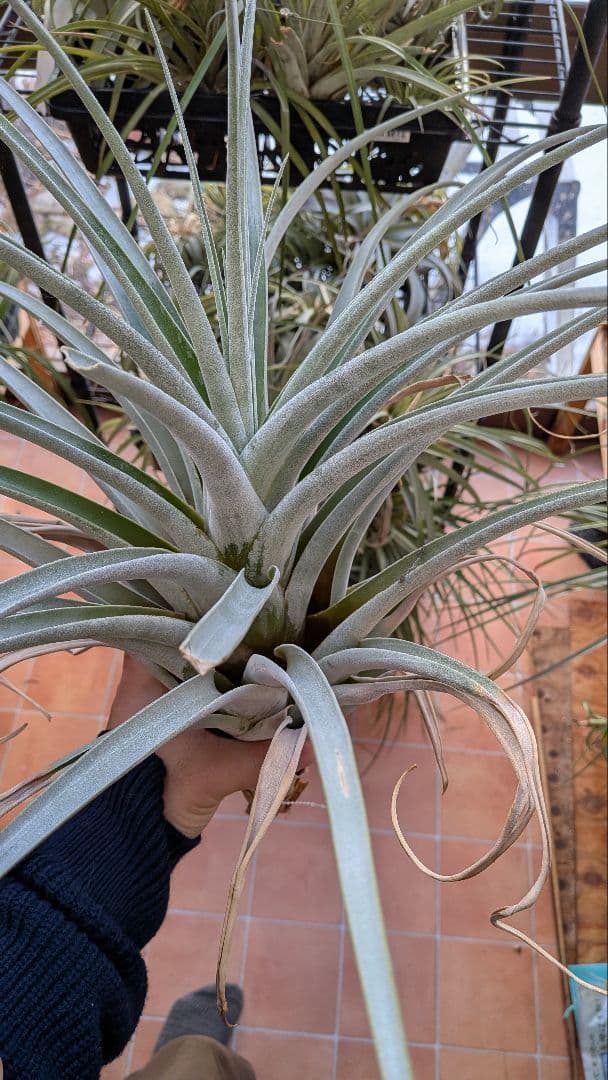 チランジア Fat Boy