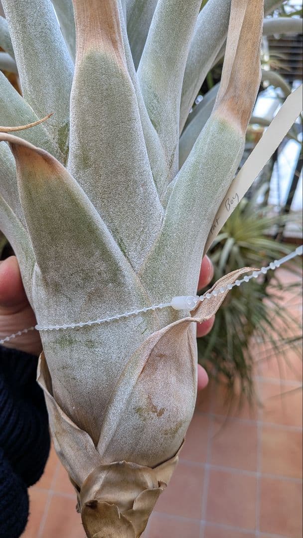 チランジア Fat Boy