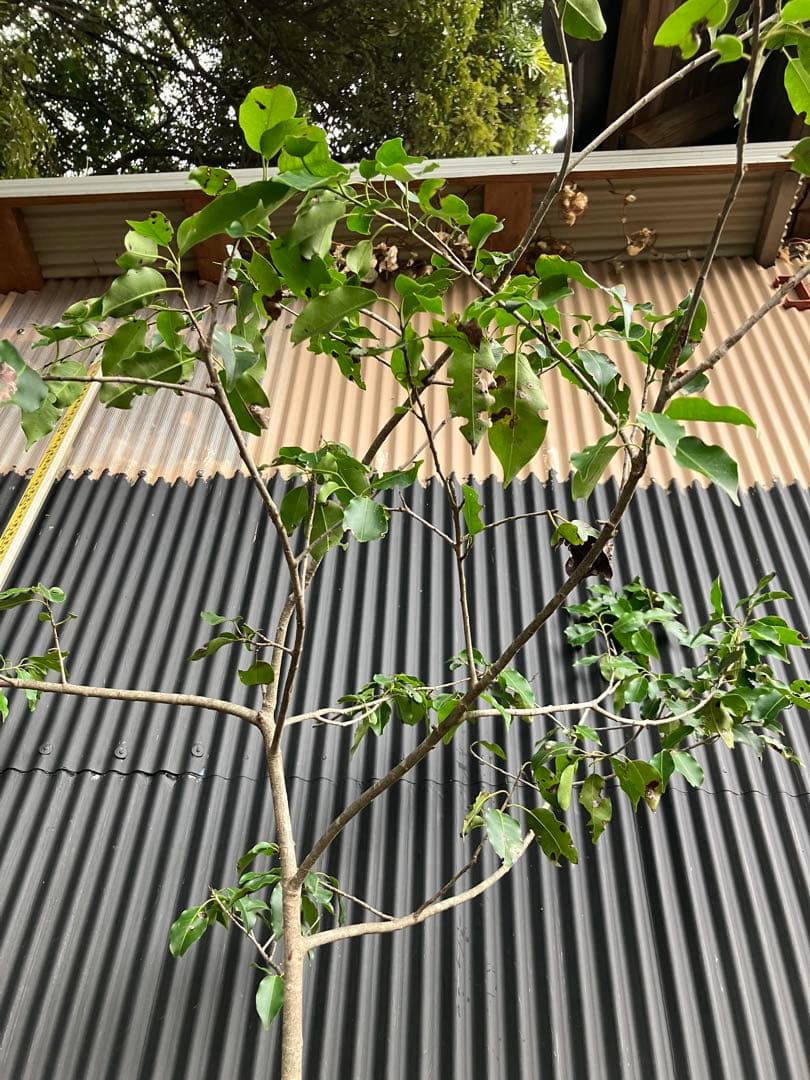 山採り ソヨゴ メス木 - メルカリ