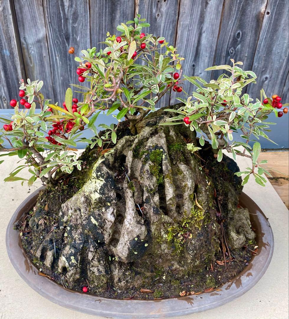 盆栽　自然石付き斑入りビラカンサ　見応えあり　実がいっぱい　前後どちらからも❣️