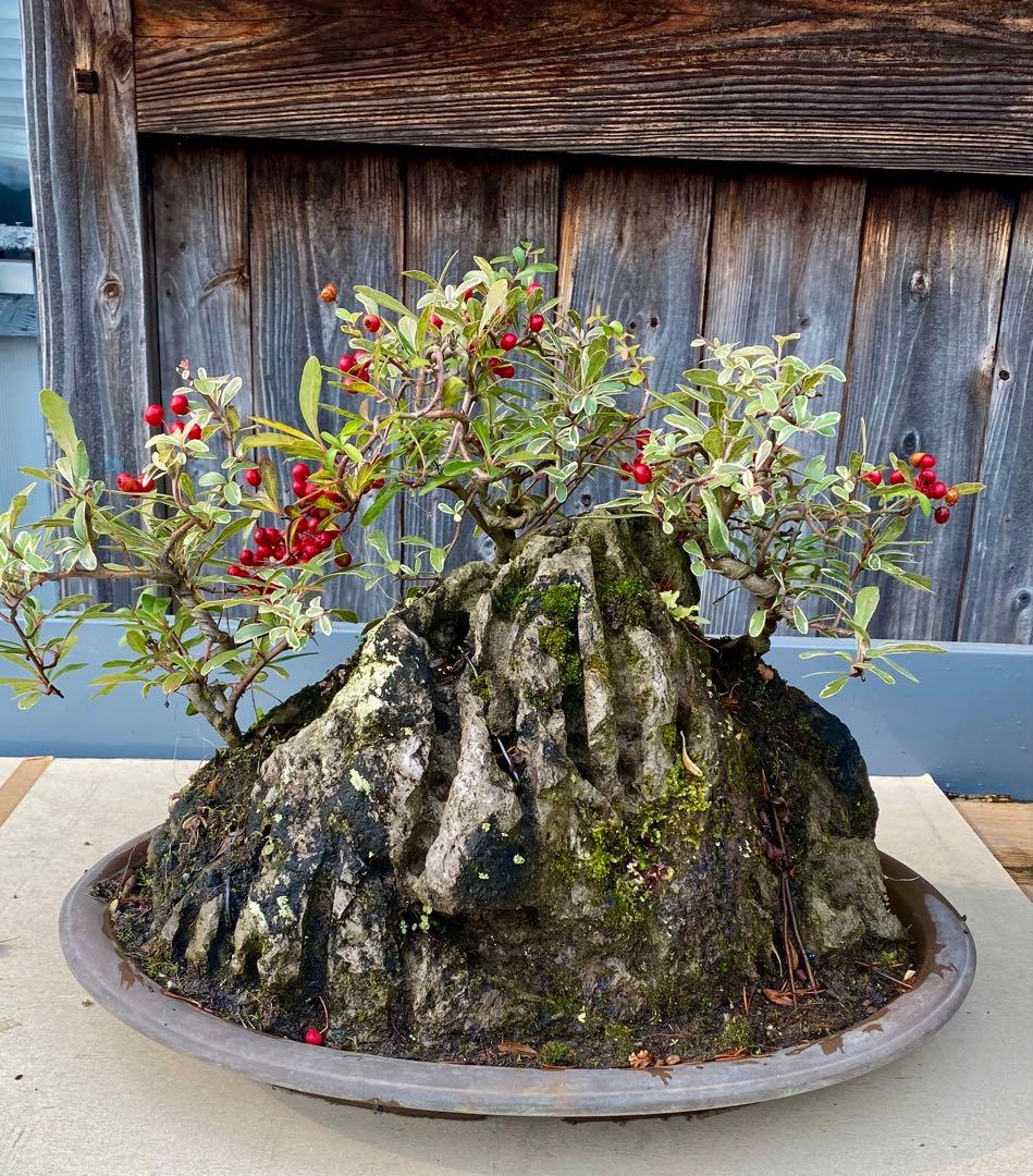 盆栽　自然石付き斑入りビラカンサ　見応えあり　実がいっぱい　前後どちらからも❣️