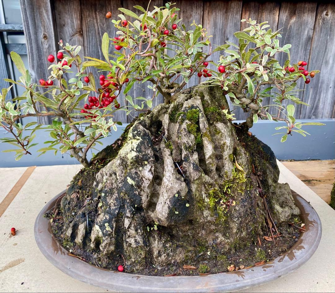 盆栽　自然石付き斑入りビラカンサ　見応えあり　実がいっぱい　前後どちらからも❣️